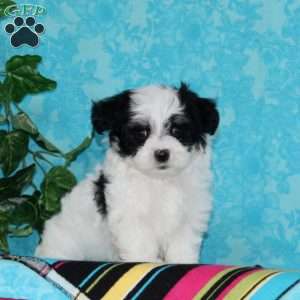 Jared, Maltipoo Puppy
